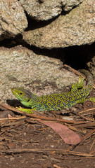 Ocellated Lizard (Timon lepidus) in a brown background with rocks and leafs.
