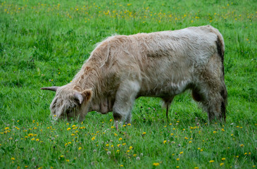 Obraz premium scottish cow on the grass in Sweden