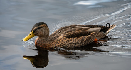 duck in Sweden swimming on a lake
