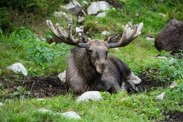 moose lying on the ground in the green in a park in Sweden