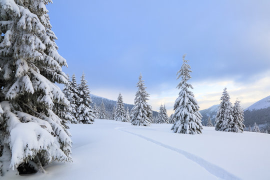Winter landscape with fair trees, mountains and the lawn covered by snow with the foot path.