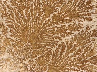 Abstract fossilized tree-like pattern on a stone surface