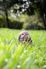 Little lop-eared rabbit sits on the lawn in park. Dwarf rabbit breed ram at sunset sun. Summer warm...