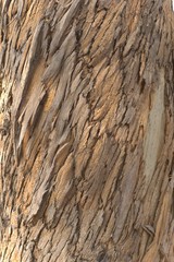 Eucalyptus tree trunk. Texture detail.