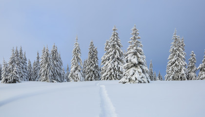 Fototapeta premium Winter scenery. Spectacular panorama is opened on trees, lawn covered by snow with the foot path.