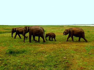 Fototapeta na wymiar elephants in the field of Sri Lanka