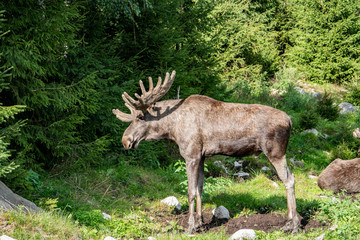 Fototapeta premium Moose standing in the green in a moose park in Sweden