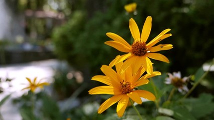 Yellow summer flowers. Beautiful garden landscape, blooming flower