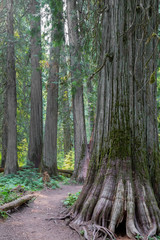 Path through the Ross Creek Cedars