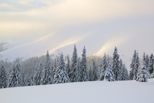 Sun rays enlighten the snowy lawn with fair trees. Majestic winter scenery. High mountain.