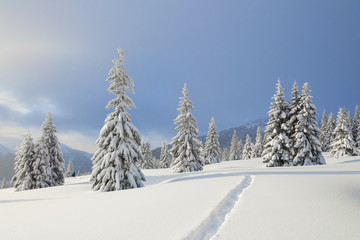 Winter landscape with fair trees, mountains and the lawn covered by snow with the foot path.