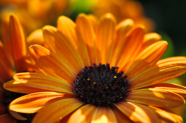 yellow flower on a green background