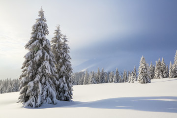 On the lawn covered with snow the nice trees are standing poured with snowflakes in frosty winter day. High mountains.