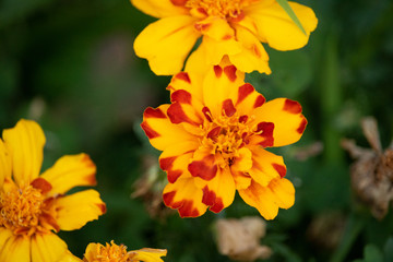 Yellow and Red Marigold