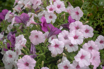 Purple and pink flowers