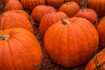 Huge pumpkins at the farm