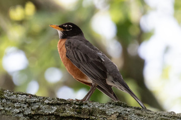 American Robin in tree