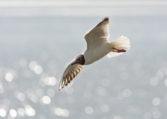 A seagull flies over the lake on a sunny day.