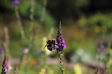Impollinazione