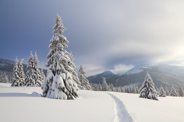 Winter landscape with fair trees, mountains and the lawn covered by snow with the foot path.