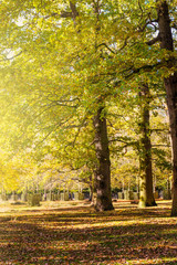 Colourful autumn trees with yellow leaves in English Park