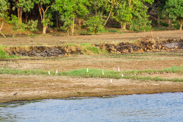 Bank of Nile river seen during touristic cruise, Egypt