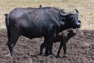 buffalos, the mother and its baby in Tanzania, with birds that eat parasites on the skin of the buffalo 