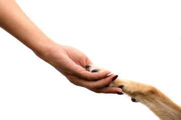 animal paw in human hand