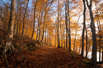 braodleaf forest with colorful beech trees in late fall