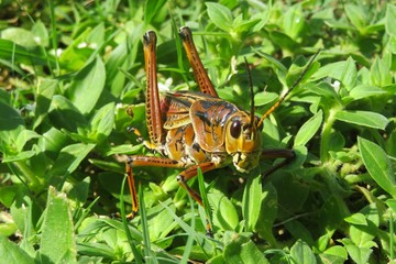 Tropical grasshopper on leaves background in Florida wild, closeup 