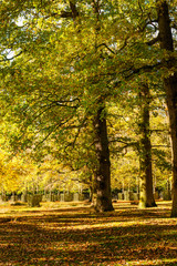 Colourful autumn trees with yellow leaves in English Park