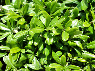 Green leaves of the plant bush pittosporum tobira, closeup, nature background