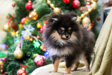 Spitz New Year in toys