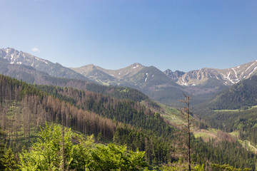 Fir tree forest over rocks. Trekking and tourism concept. High mountain landscapes. natural outdoor travel background. Beauty world.