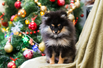 Spitz New Year in toys