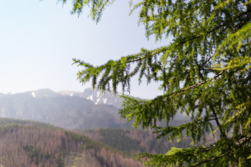Fir tree forest over rocks. Beautiful fir branches on summer mountains background.