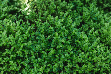 Beautiful nature green leaves background. Garden and Green wall