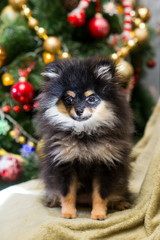 Spitz New Year in toys