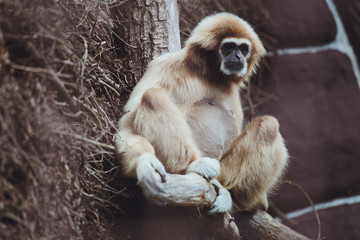 Beautiful gibbon sits on a tree branch in a zoo