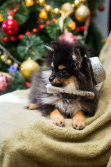 Spitz New Year in toys