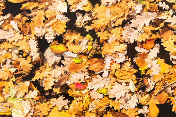 Close up of colourful autumn yellow leaves. English Park. Top vi