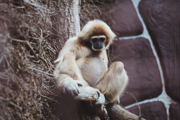 Obraz premium Beautiful gibbon sits on a tree branch in a zoo