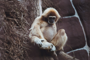 Beautiful gibbon sits on a tree branch in a zoo