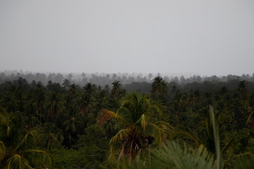 Pedras Port / Alagoas / Brazil. December 12, 2016. Views of Patacho beach and its coconut trees.