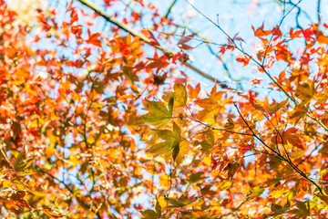  Colourful autumn trees with yellow leaves on bright sky backgro