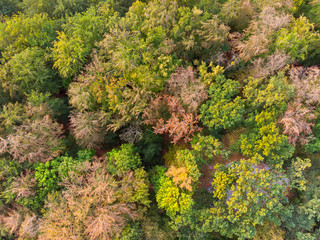 moss on autumn tree from above 