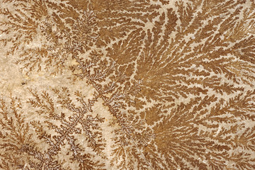 Abstract fossilized tree-like pattern on a stone surface