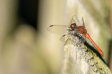 Gemeine Heidelibelle