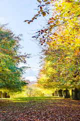 Colourful autumn trees with yellow leaves in English Park