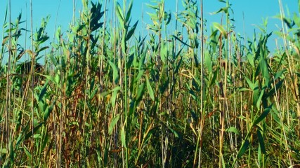 Field of green reed on a lake is waving on wind.